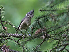 Grey-crested Tit