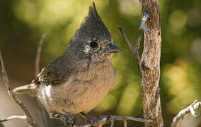 Juniper Titmouse