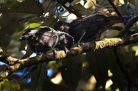 Dusky Tit