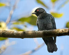 Dusky Tit