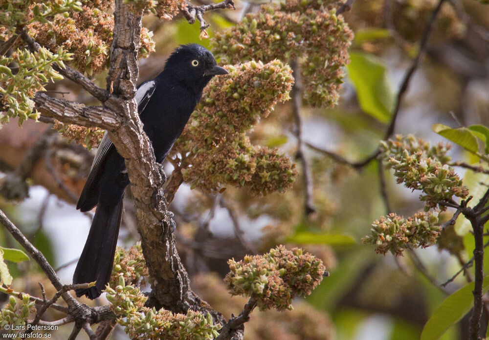 Mésange galonnée