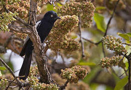 White-shouldered Black Tit