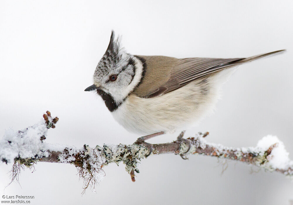 European Crested Tit