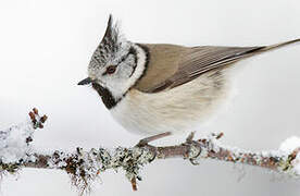 European Crested Tit