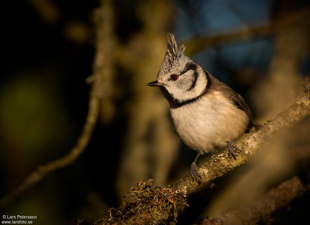 Mésange huppée