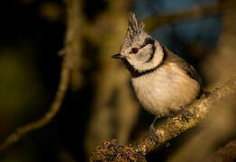 Crested Tit