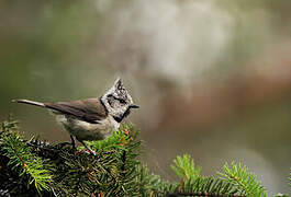 Mésange huppée