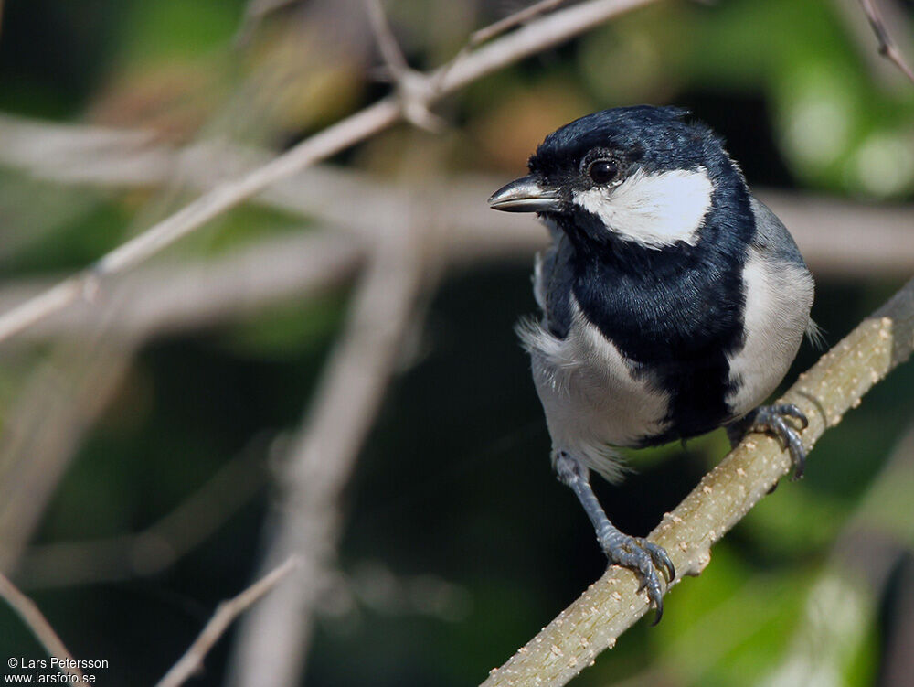 Cinereous Tit