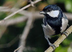 Cinereous Tit