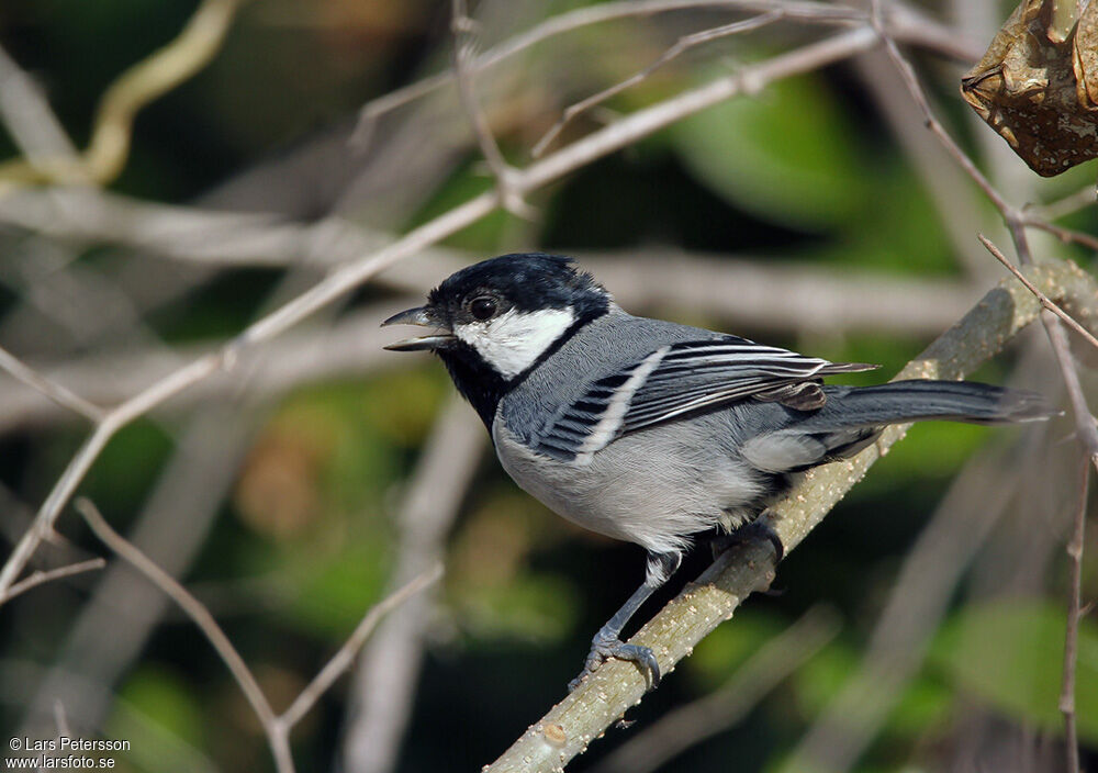 Cinereous Tit