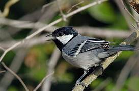 Cinereous Tit