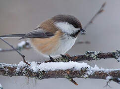 Grey-headed Chickadee