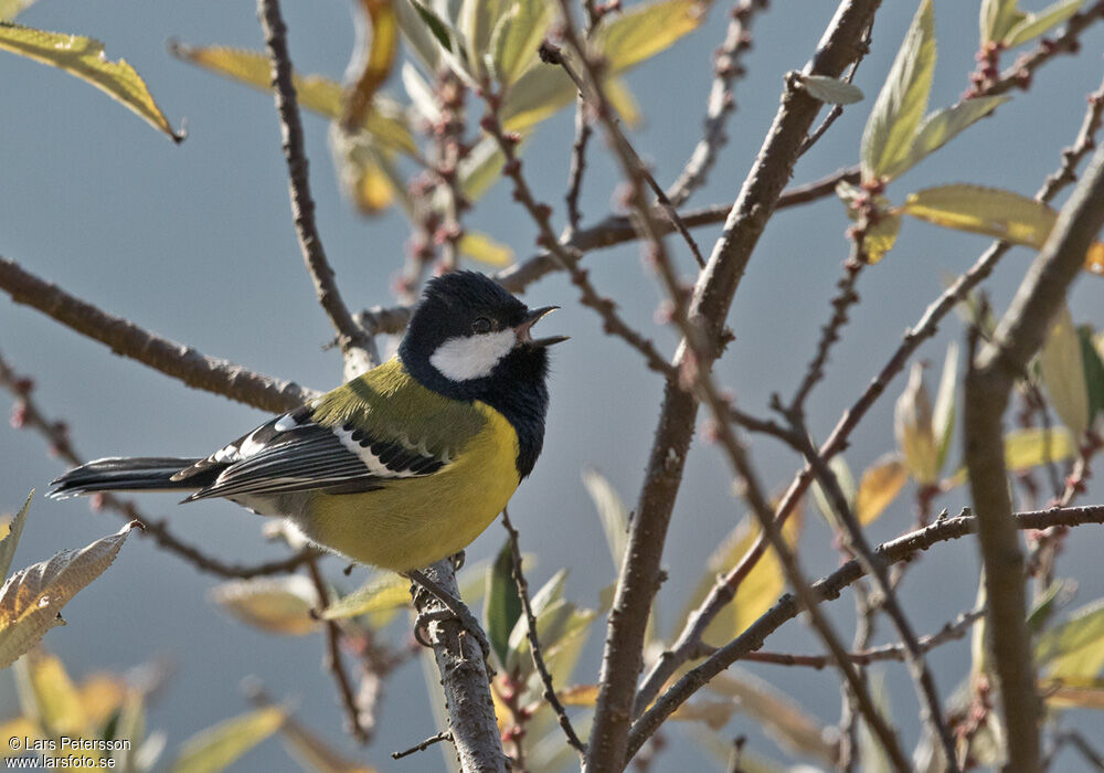 Green-backed Tit