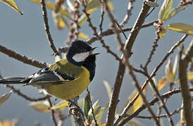 Green-backed Tit