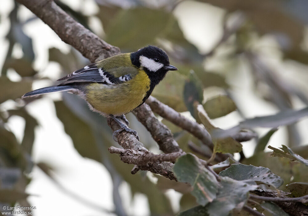 Green-backed Tit