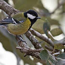 Mésange montagnarde