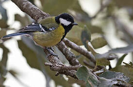 Green-backed Tit