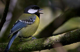 Green-backed Tit