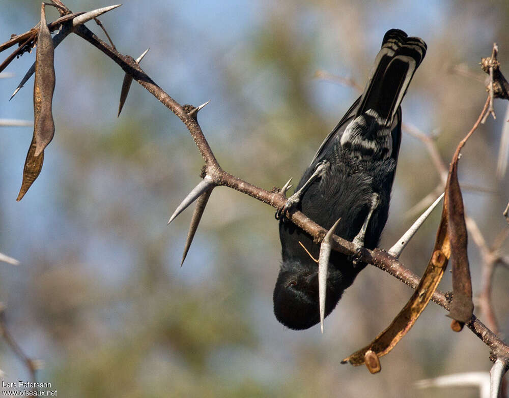 Southern Black Titadult, pigmentation