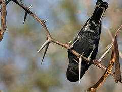 Southern Black Tit