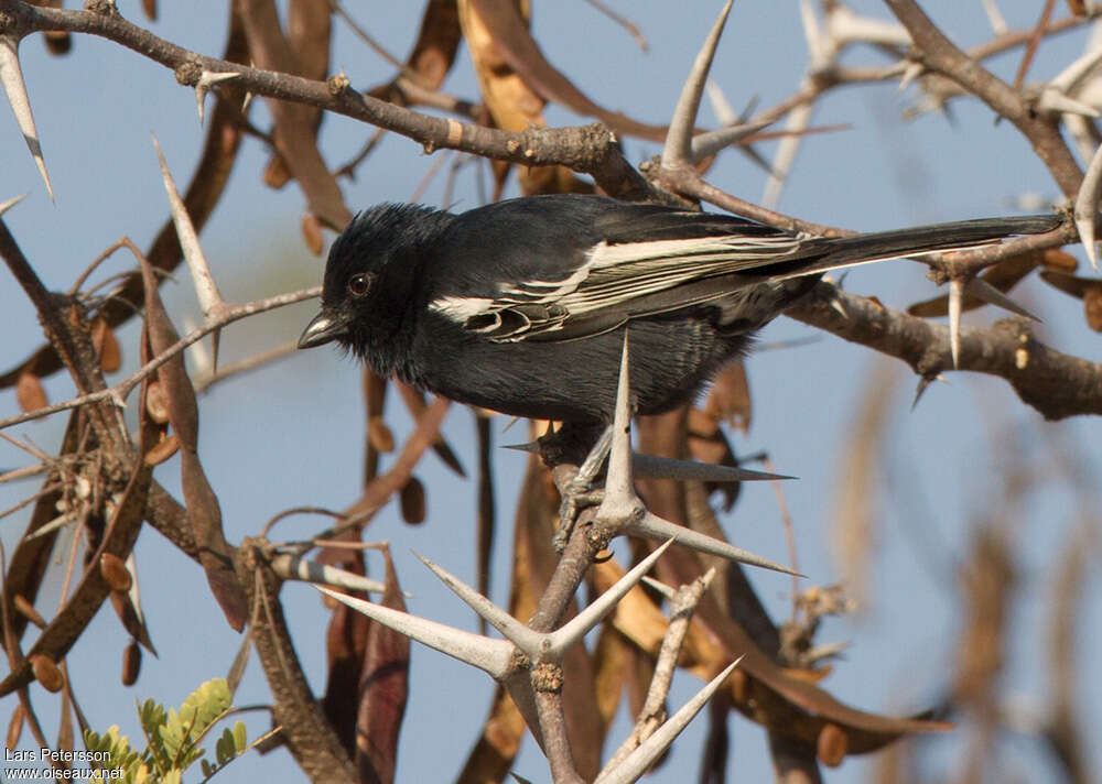 Mésange nègreadulte, identification