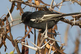 Southern Black Tit