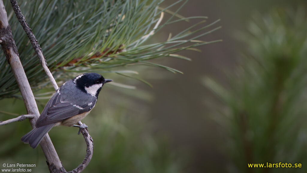 Mésange noire