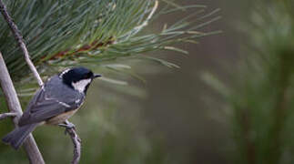 Coal Tit