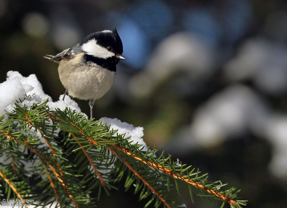 Coal Tit