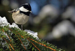 Coal Tit