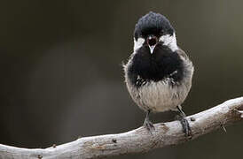 Coal Tit