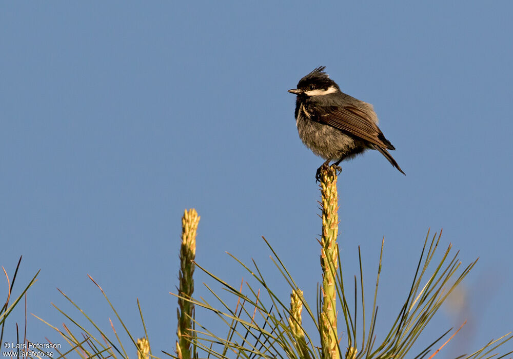 Mésange noire