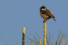 Coal Tit