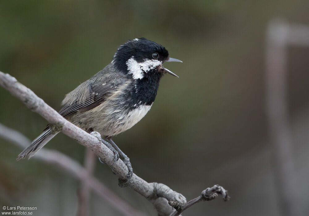 Mésange noire