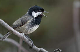 Coal Tit