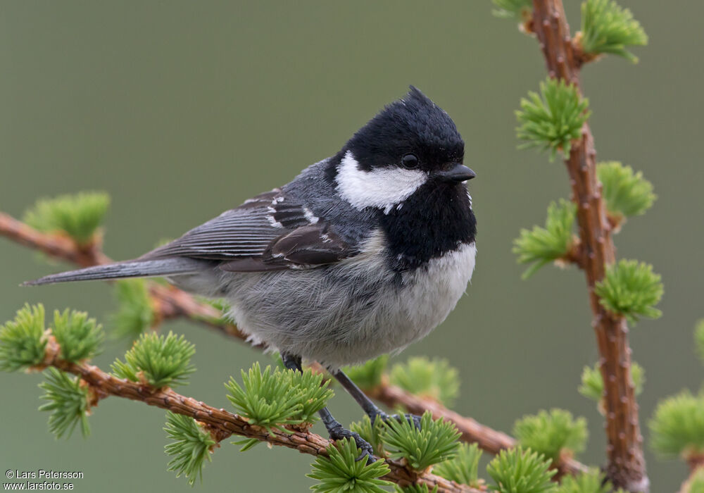 Mésange noire