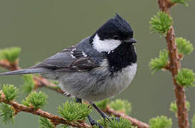 Coal Tit