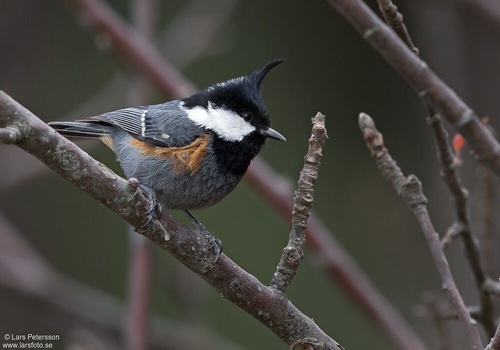 Mésange noire