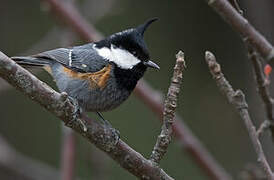 Coal Tit