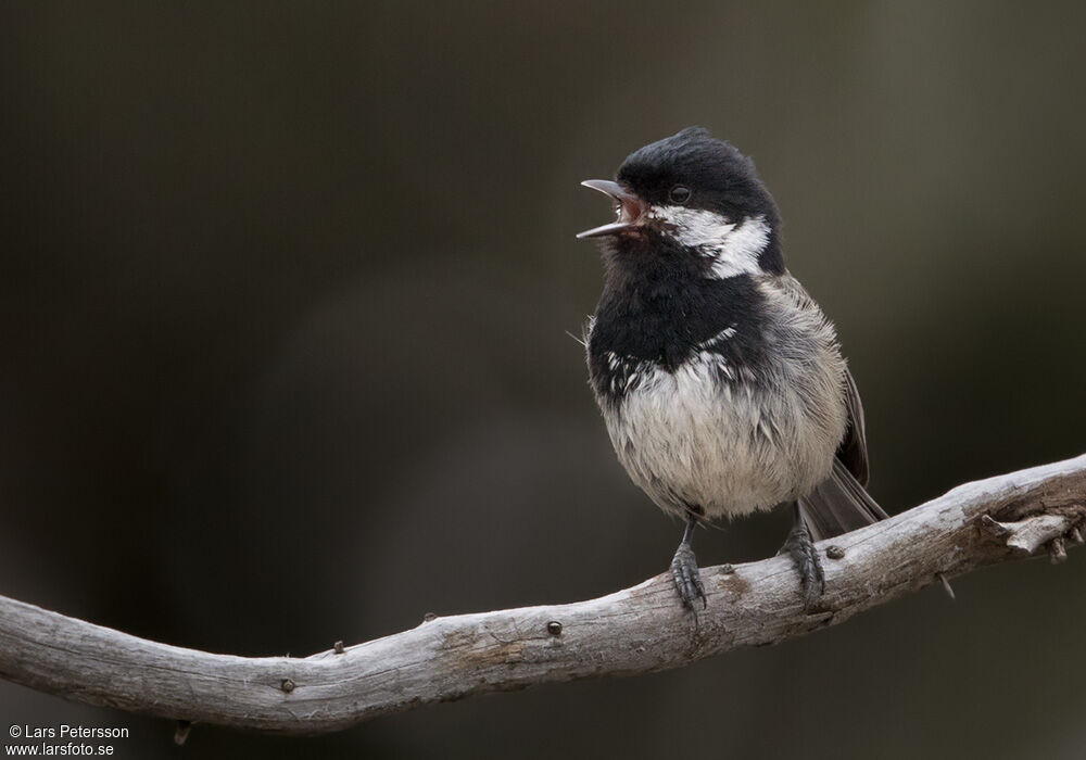 Mésange noire