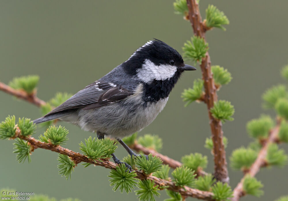 Mésange noire