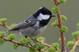 Coal Tit