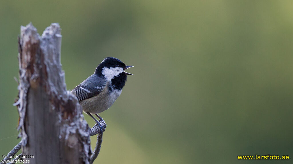 Mésange noire