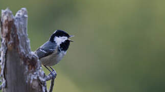 Coal Tit