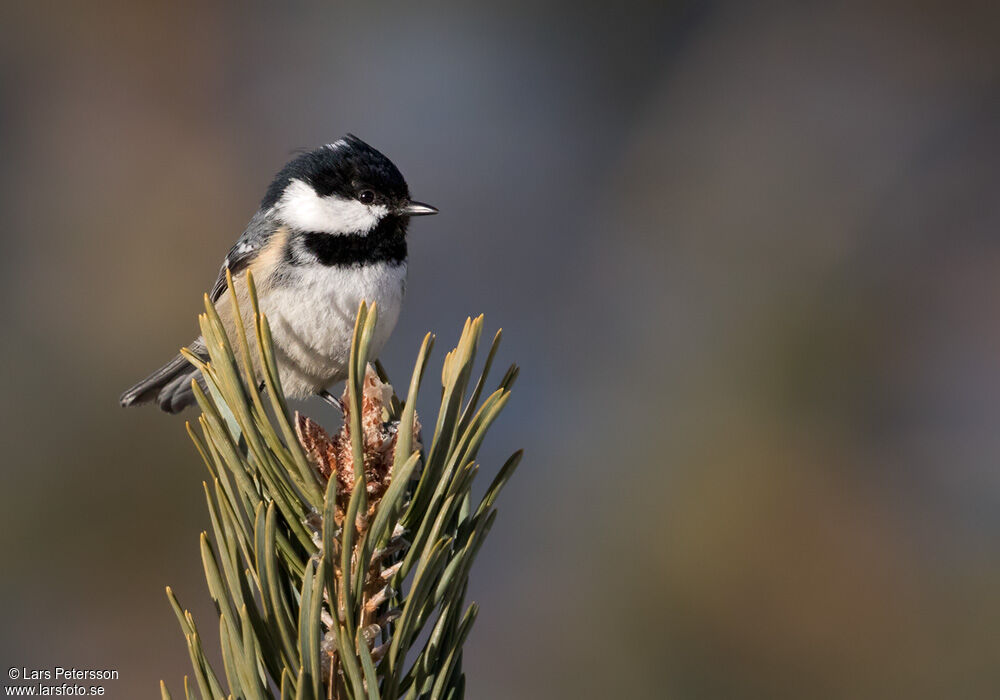 Mésange noire