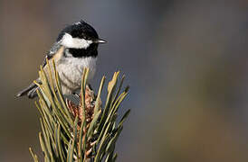 Coal Tit