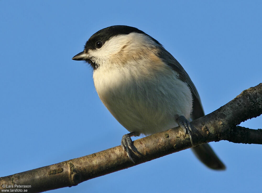 Marsh Tit