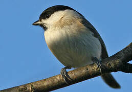 Marsh Tit