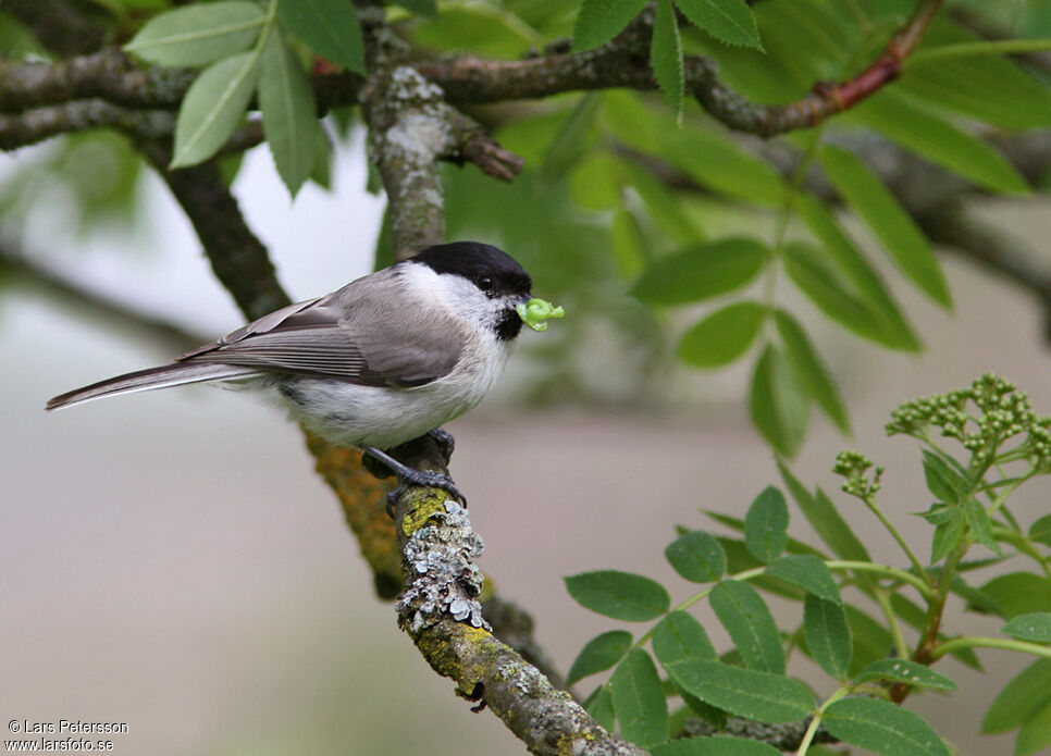 Marsh Tit