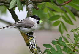 Marsh Tit